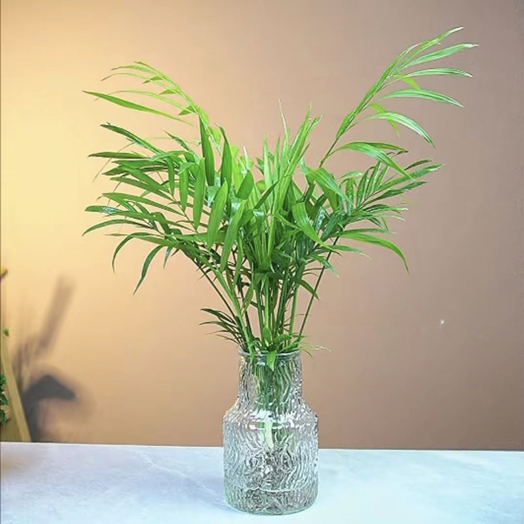 富贵椰子水培室内办公室客厅水养常青袖珍椰子四季好养