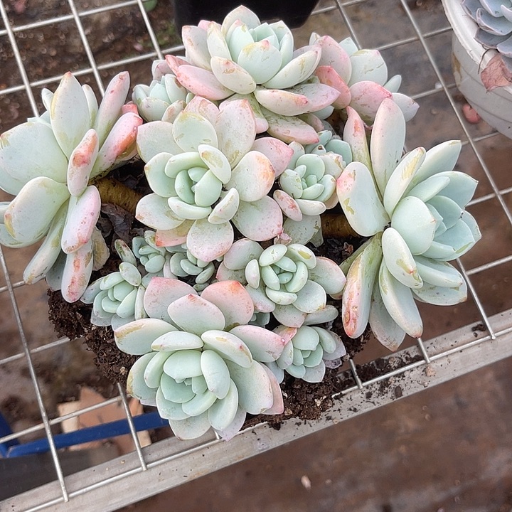 罗***拉两单包邮，一物一拍，