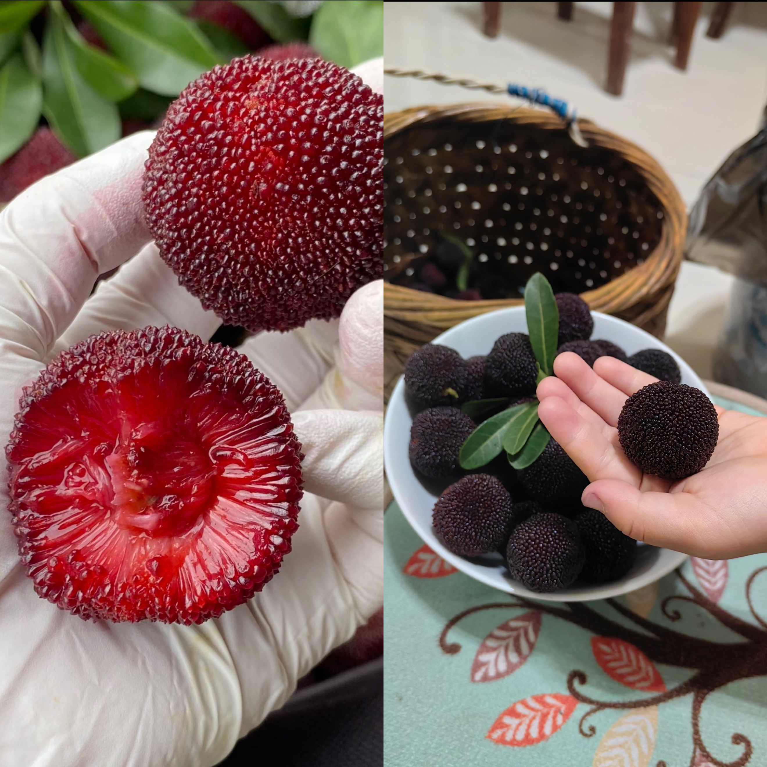 【3年2棵专拍】正宗大果杨梅优质嫁接苗盆栽地栽育苗基地直发