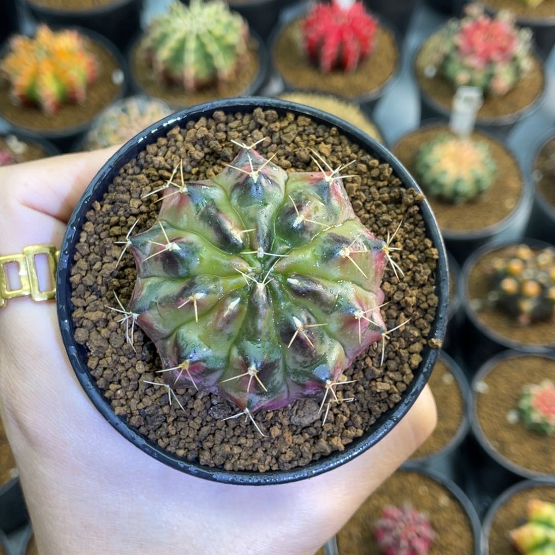 米哈星球000000000006