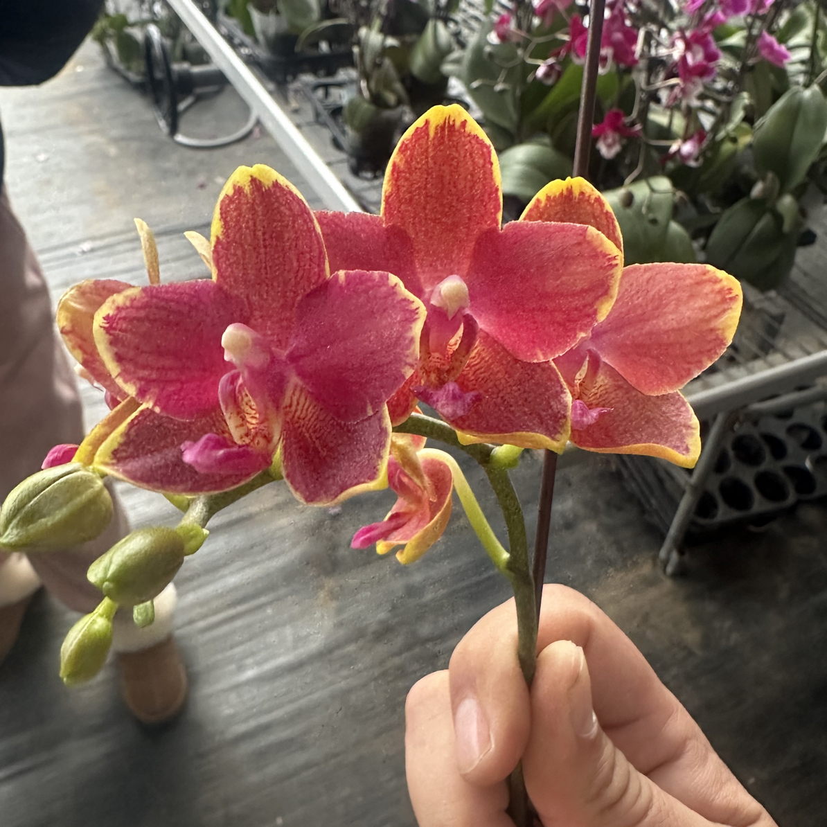 渟叙【樱桃番茄】3.0寸 带花带花苞