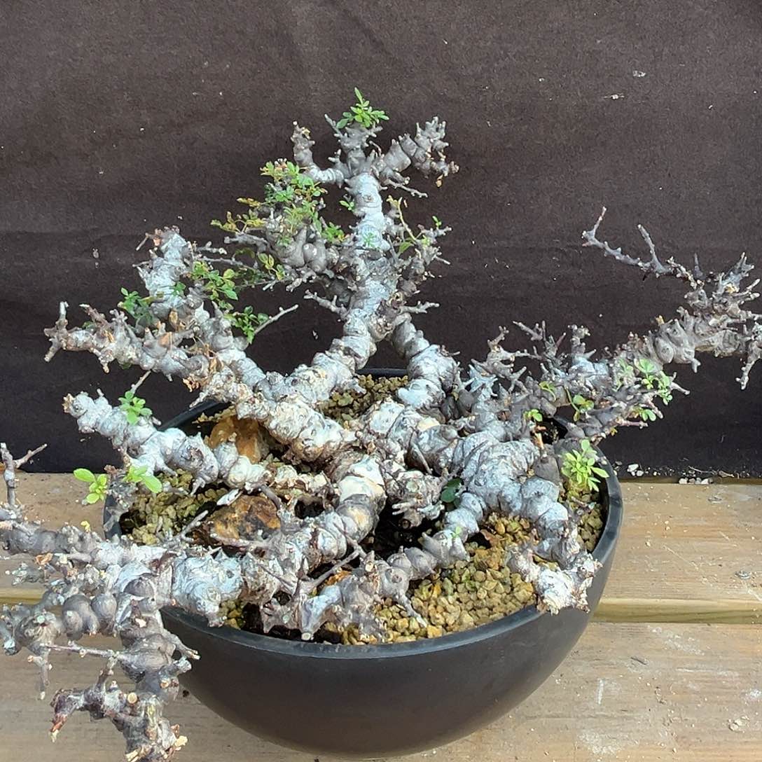 汤圆植物念珠橄榄大树桩