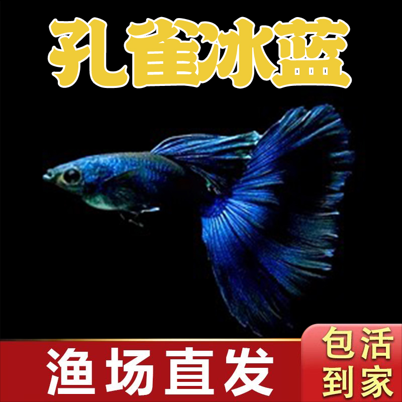 莫斯科冰蓝尾孔雀鱼精品小型热带观赏鱼适合新手饲养