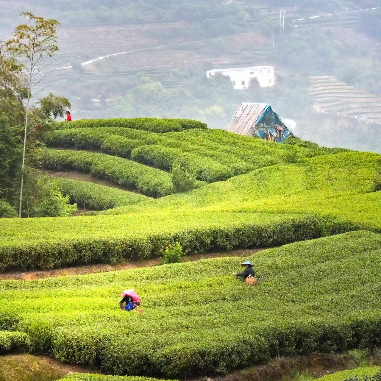 不淄居 淄磷 2021白牡丹 300克1盒