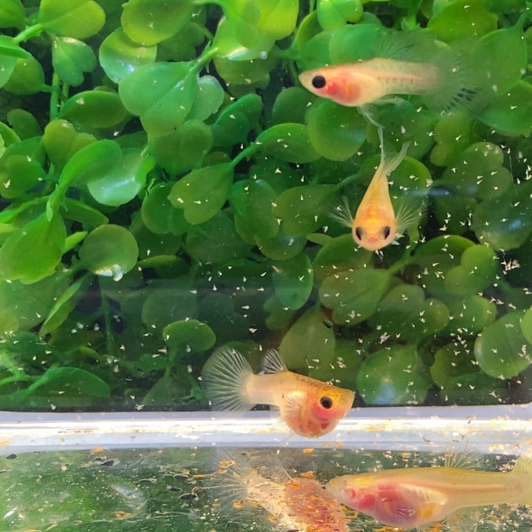 孔雀鱼蓝猫玻璃猫两公三母