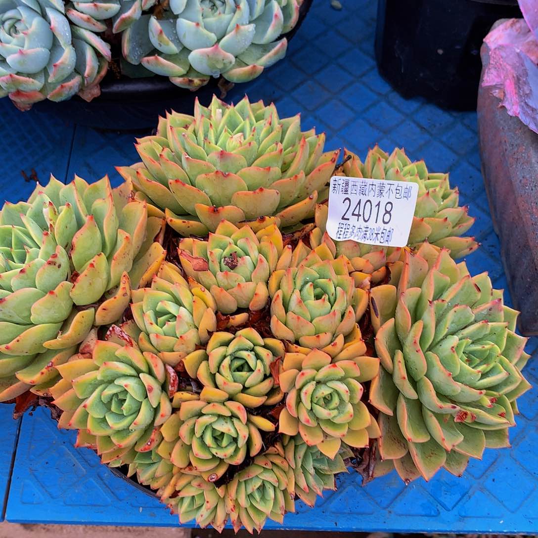 *️****贝拉多娜24018多肉多肉