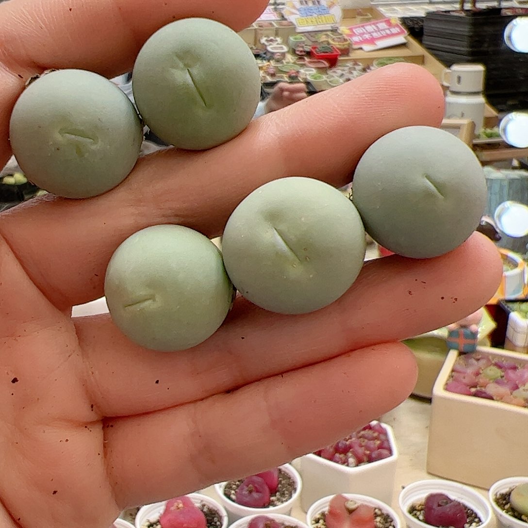 【闪购商品】154 鸽子蛋