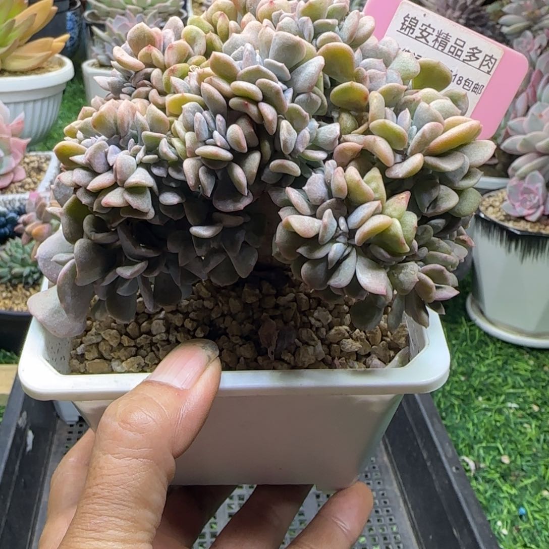 锦安精品多肉植物227