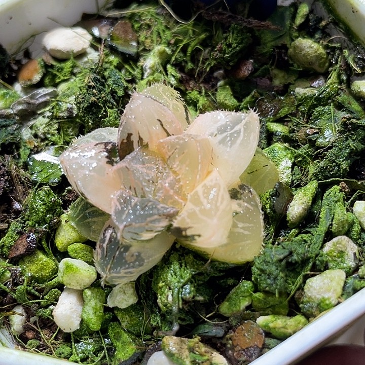 714粉黛锦福利一物