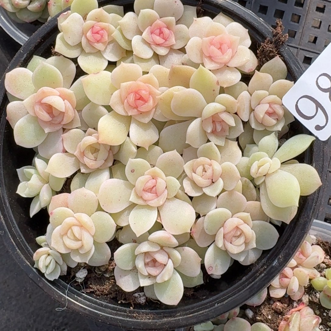 多肉植物多肉植物987