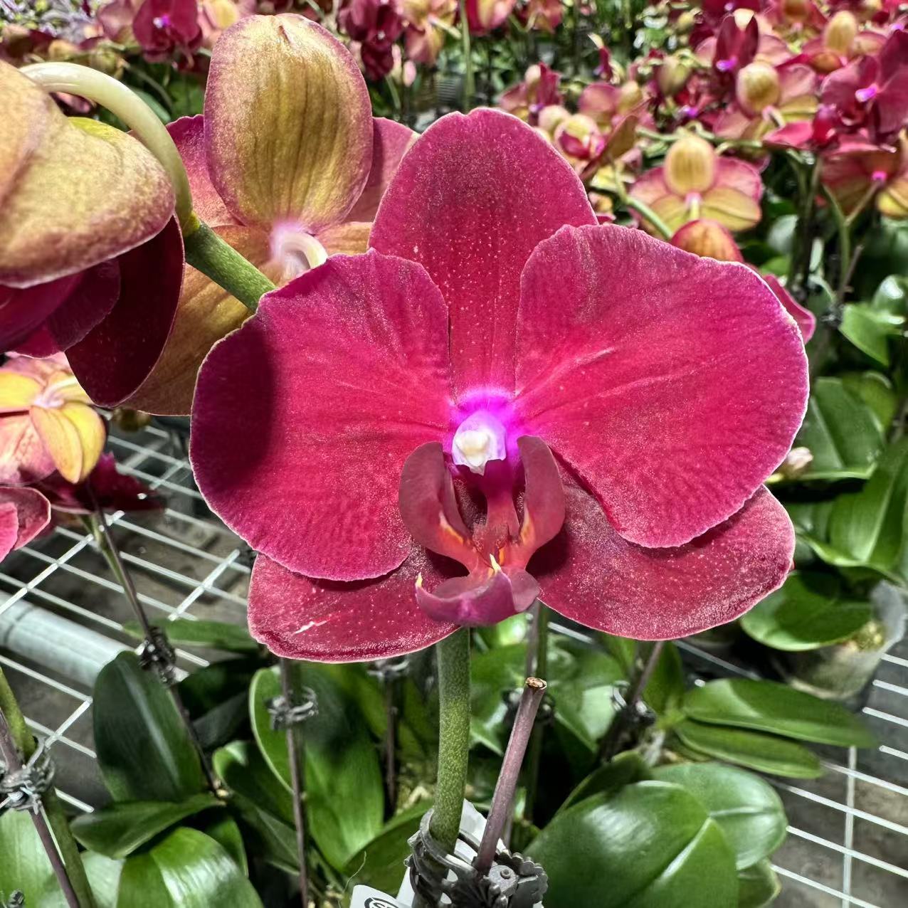 蝴蝶兰【拉菲】昆明源头基地直发