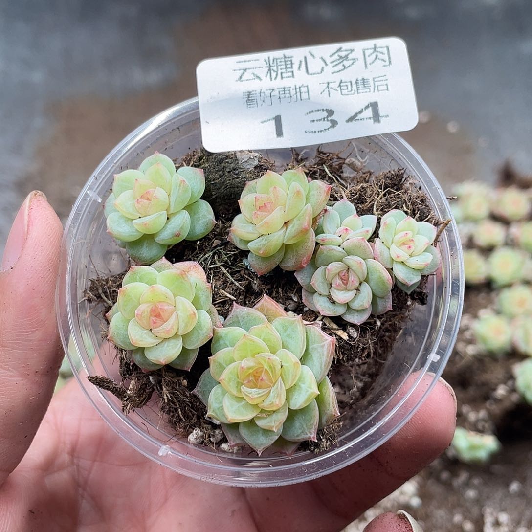 知****吃云糖心多肉植物134