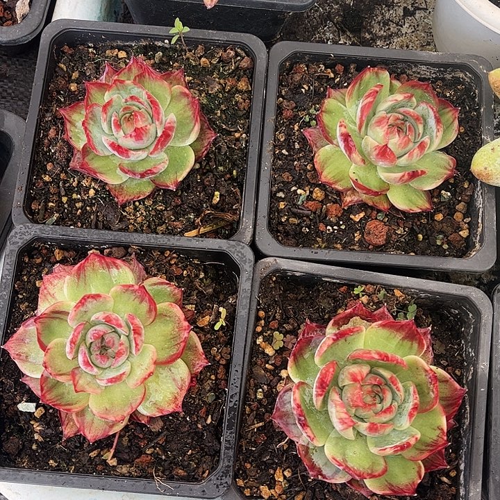 惊鸿仙子一物一拍，4颗