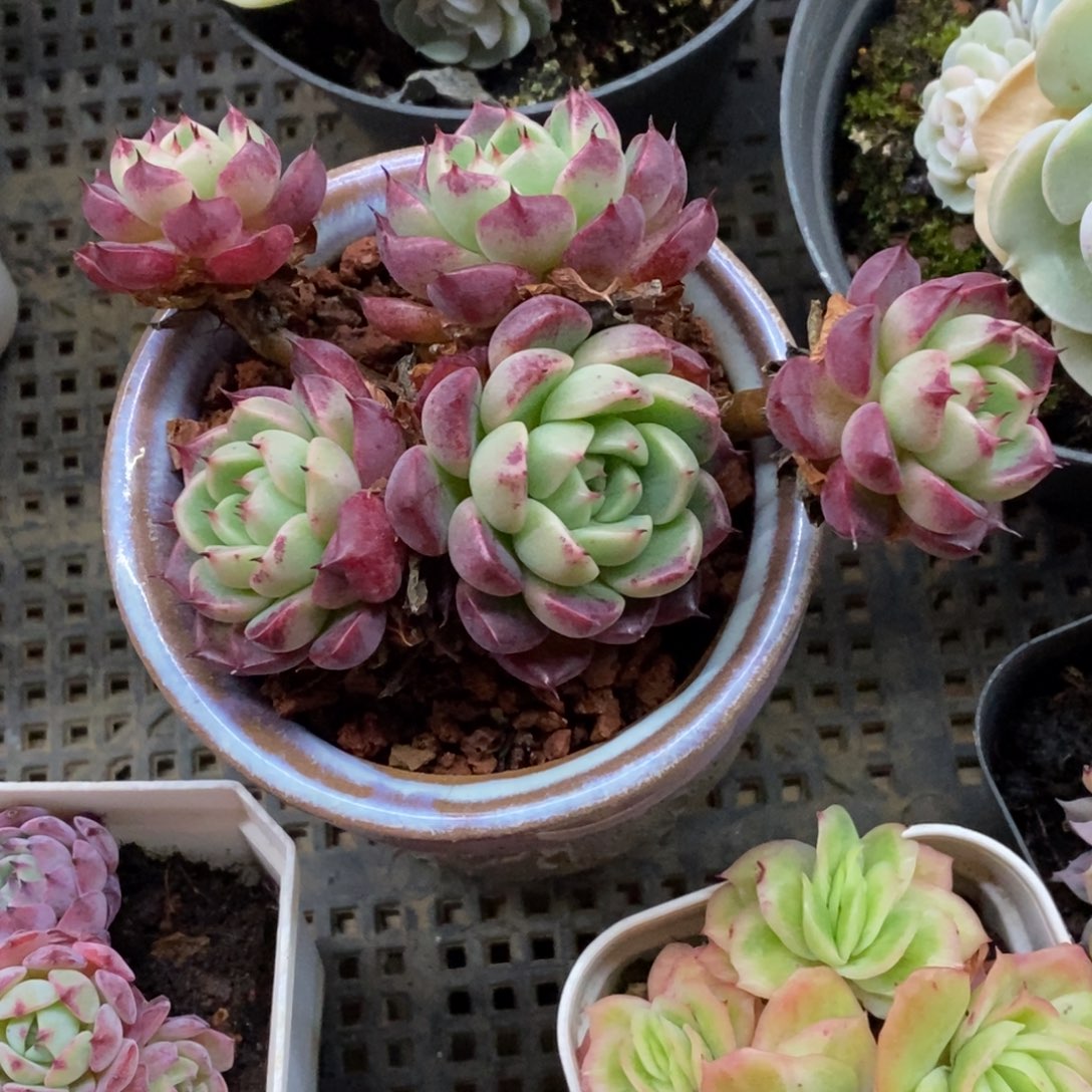 精品多肉一物一拍不包整439