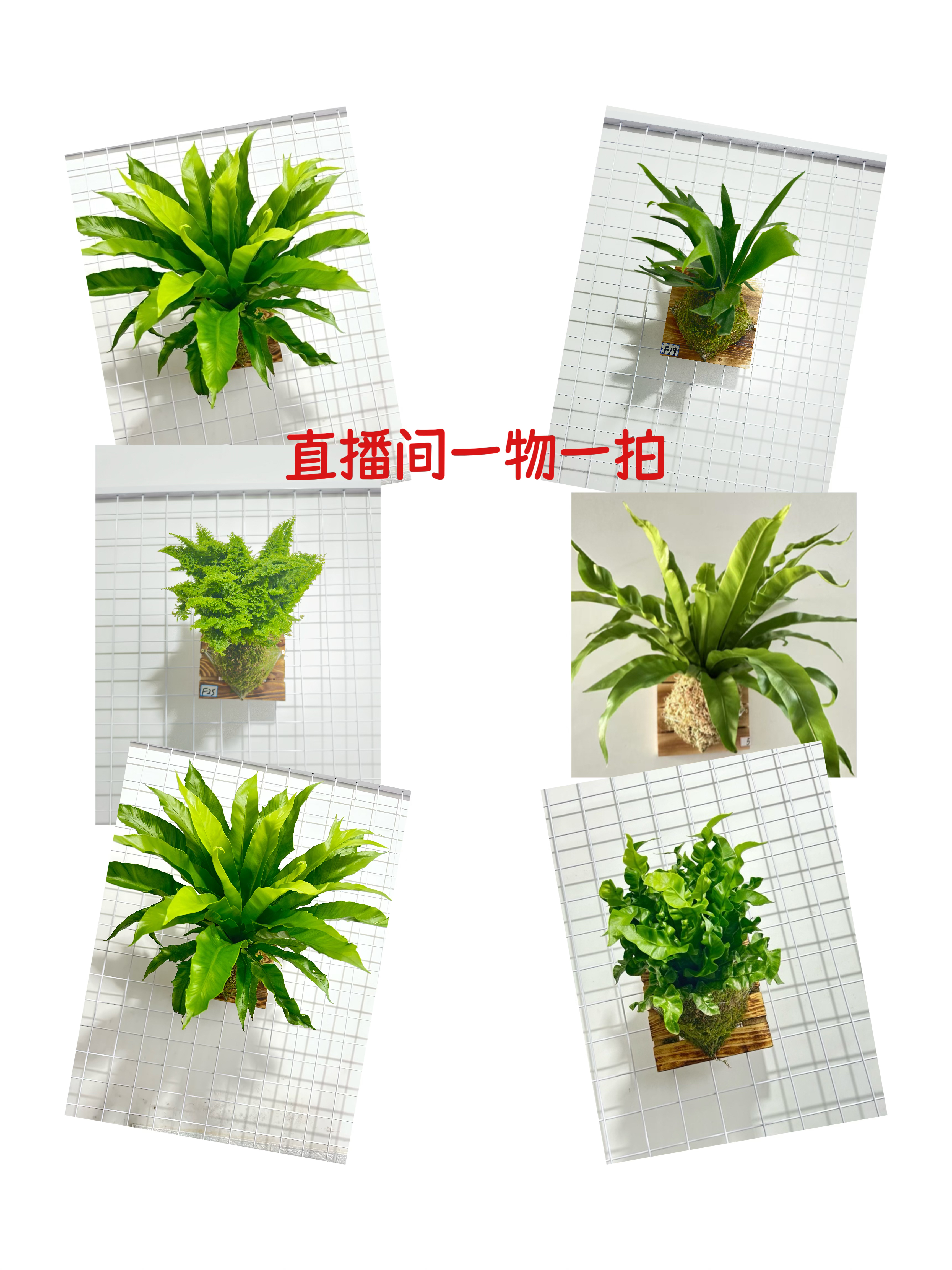 花之锦绿植蕨类植物鹿角蕨直播一物一拍链接