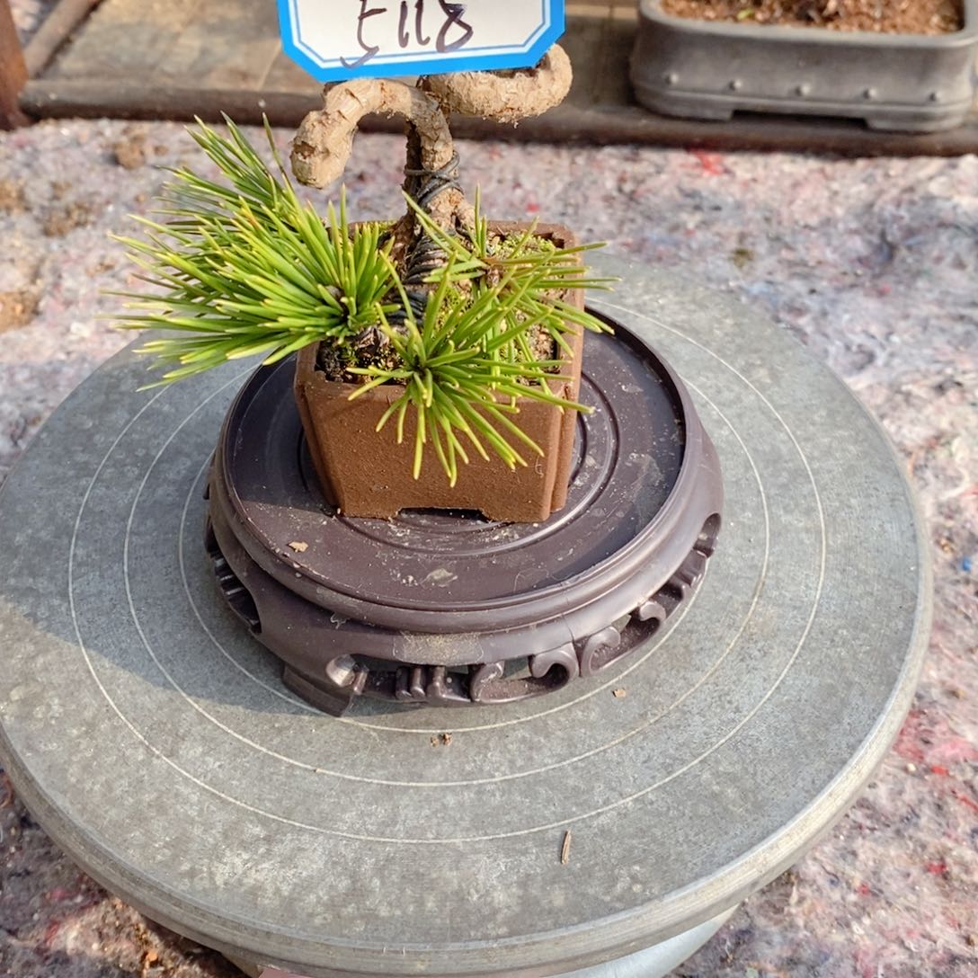 手工艺品琉璃（松树等经济作物