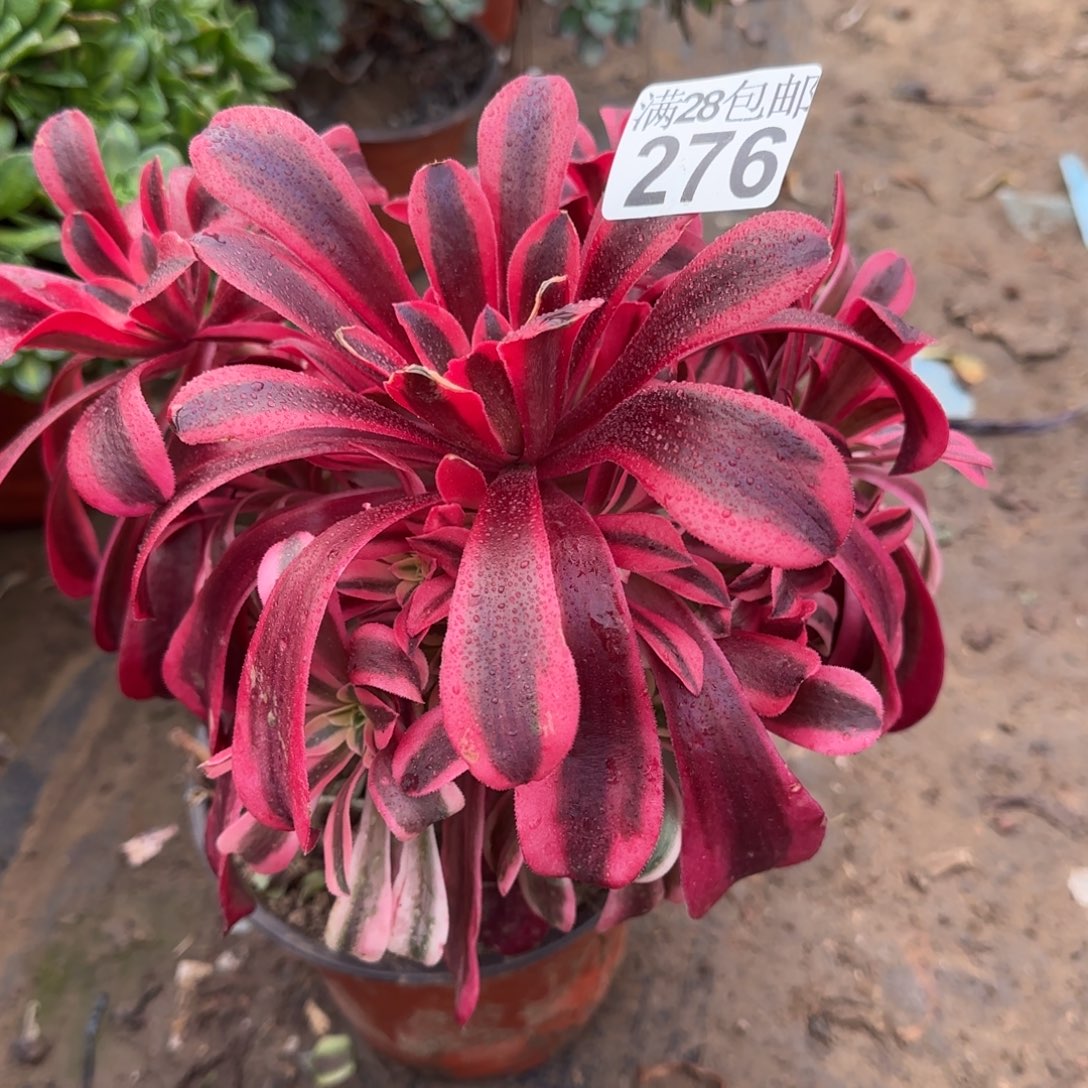 美杜莎多肉瑕疵276满28包邮断枝不包