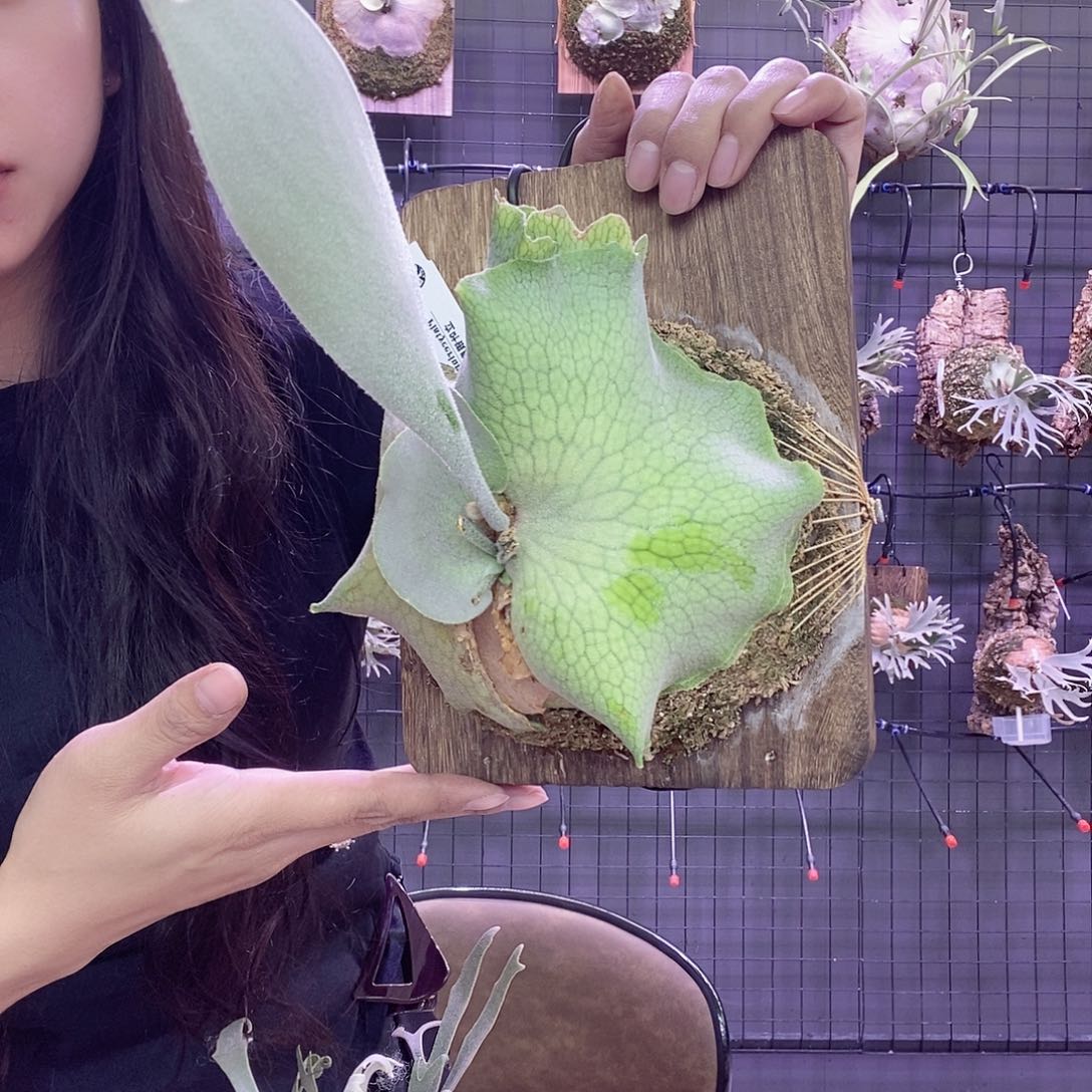 无花朵立叶银鹿角蕨