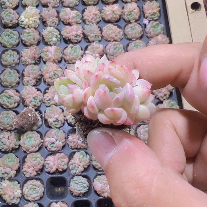 甘露精品多肉植物