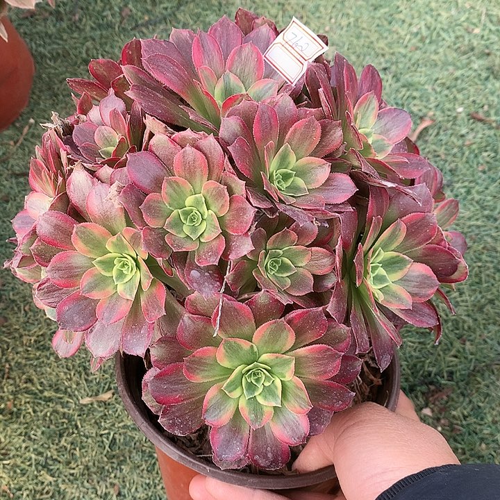 760安娜多肉植物