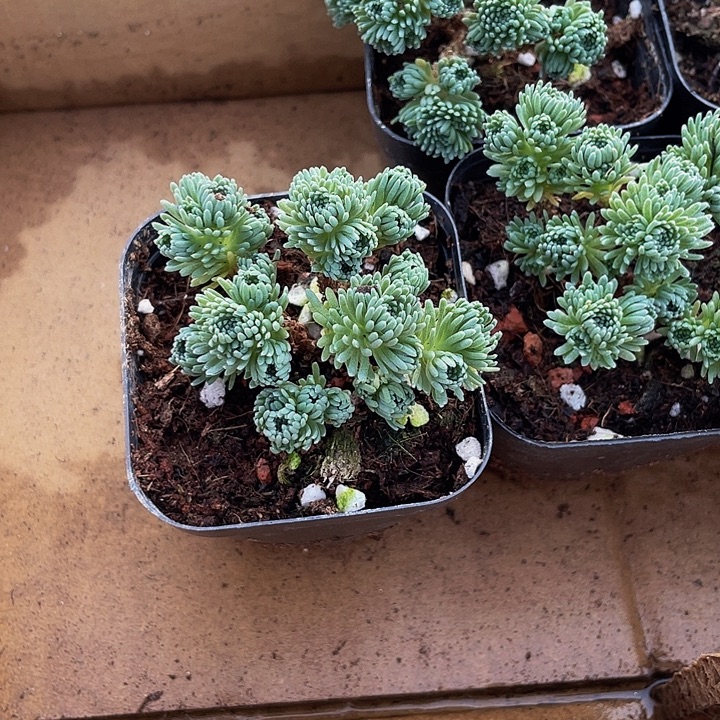 球松5.8带盆土发货