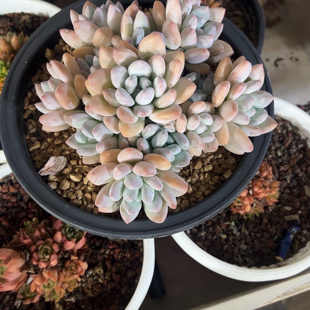 瑾***y香水捧花多肉植物