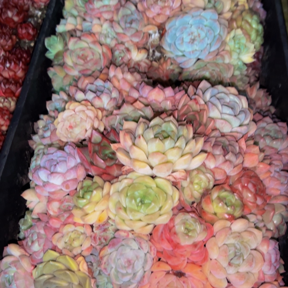 小***y776多肉葡萄的味道是真的