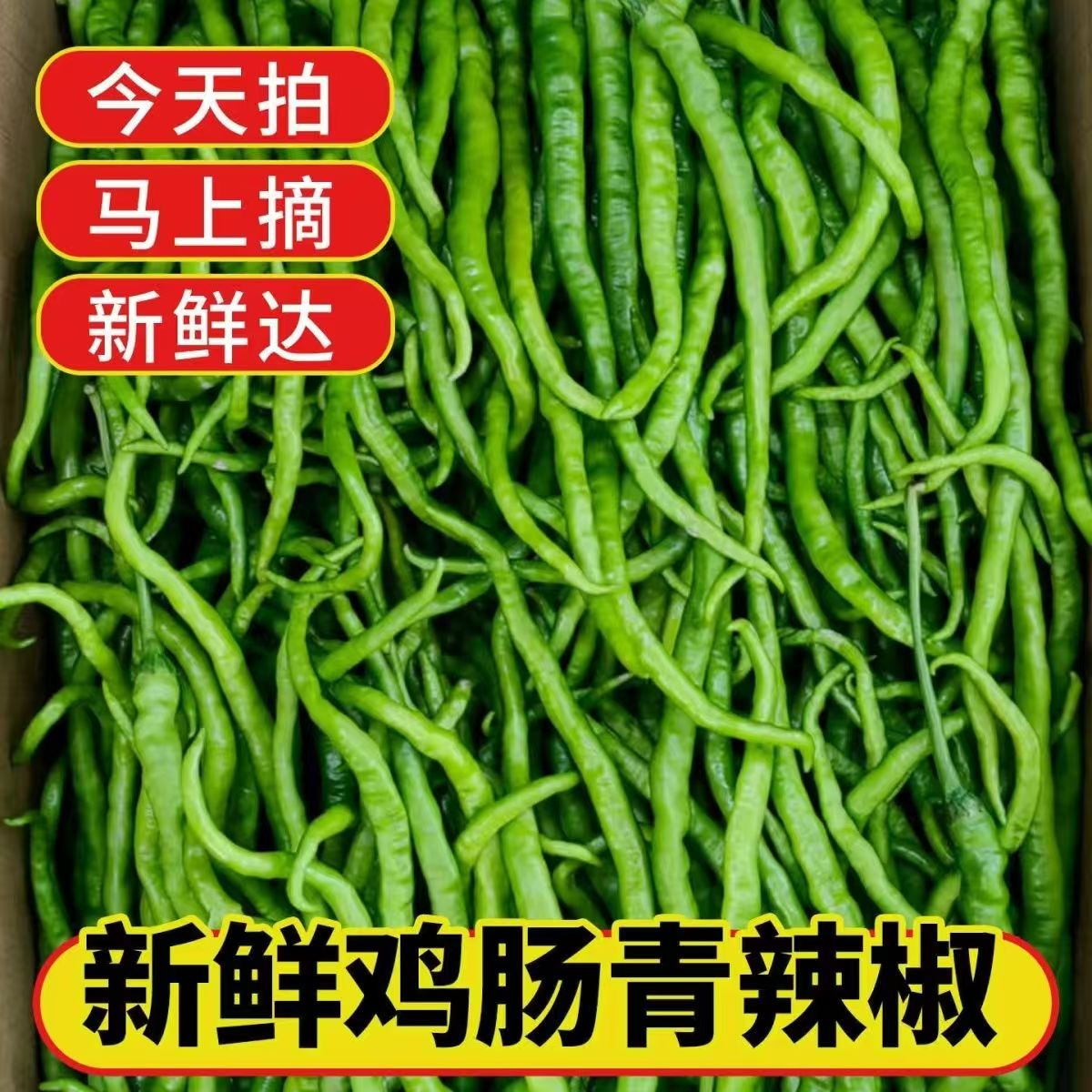 自然生长农家自种新鲜青线椒二荆条香辣爽口炒菜佳选
