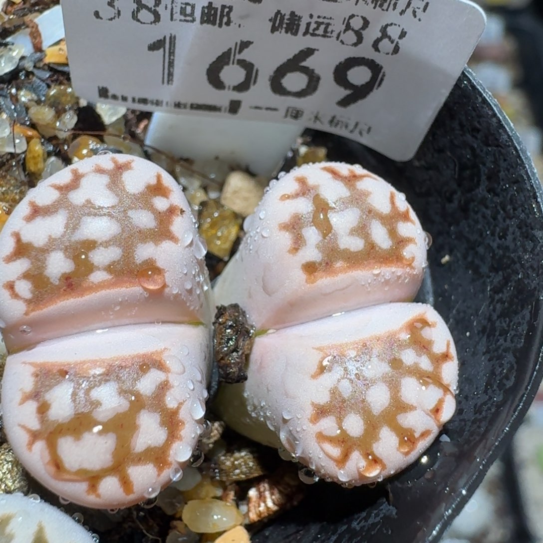 zzz生石花肉锥1669