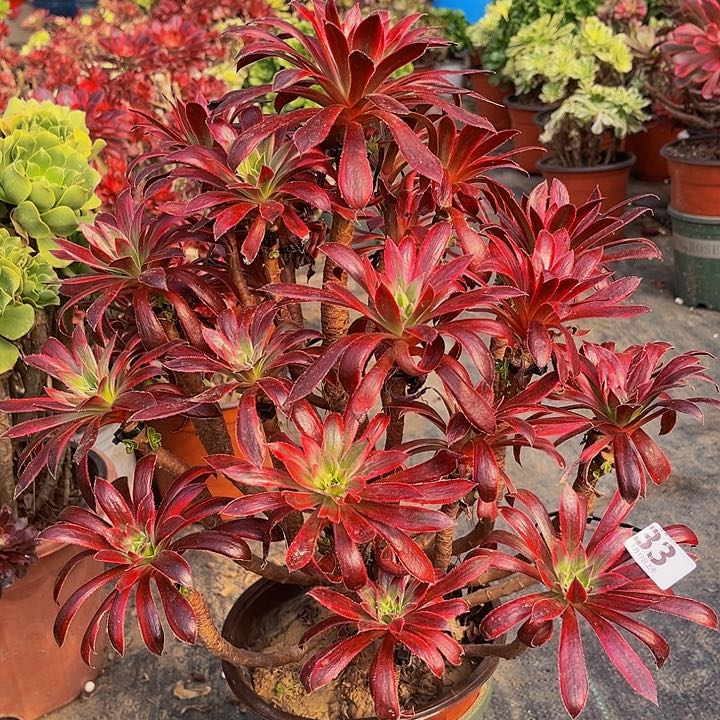 朱雀法师一物一图33