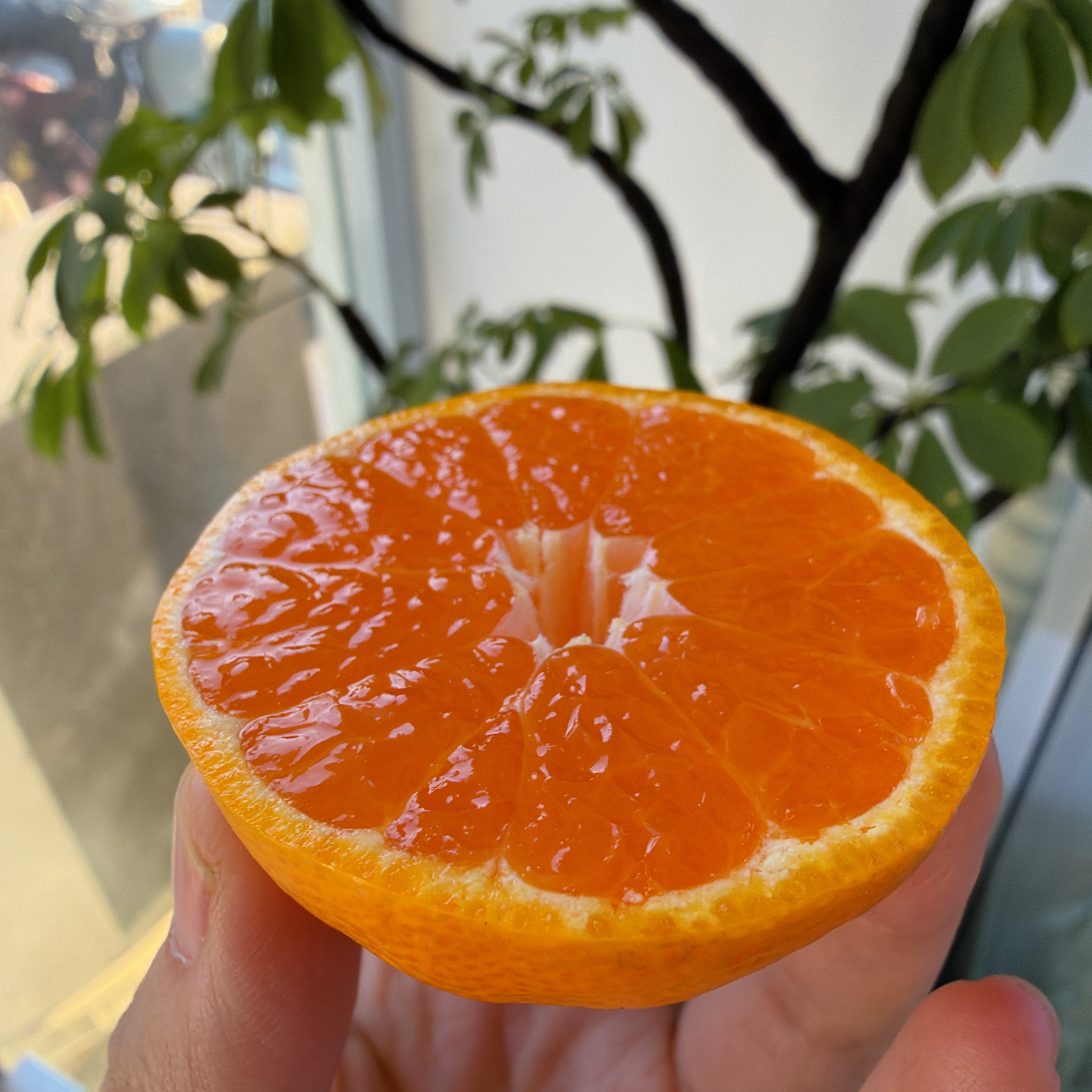 爆汁嫩甜涌泉蜜橘（500g）湖南省