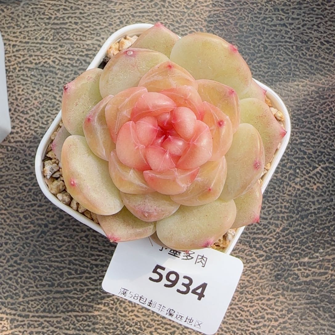 彩虹方糖，5934多肉植物