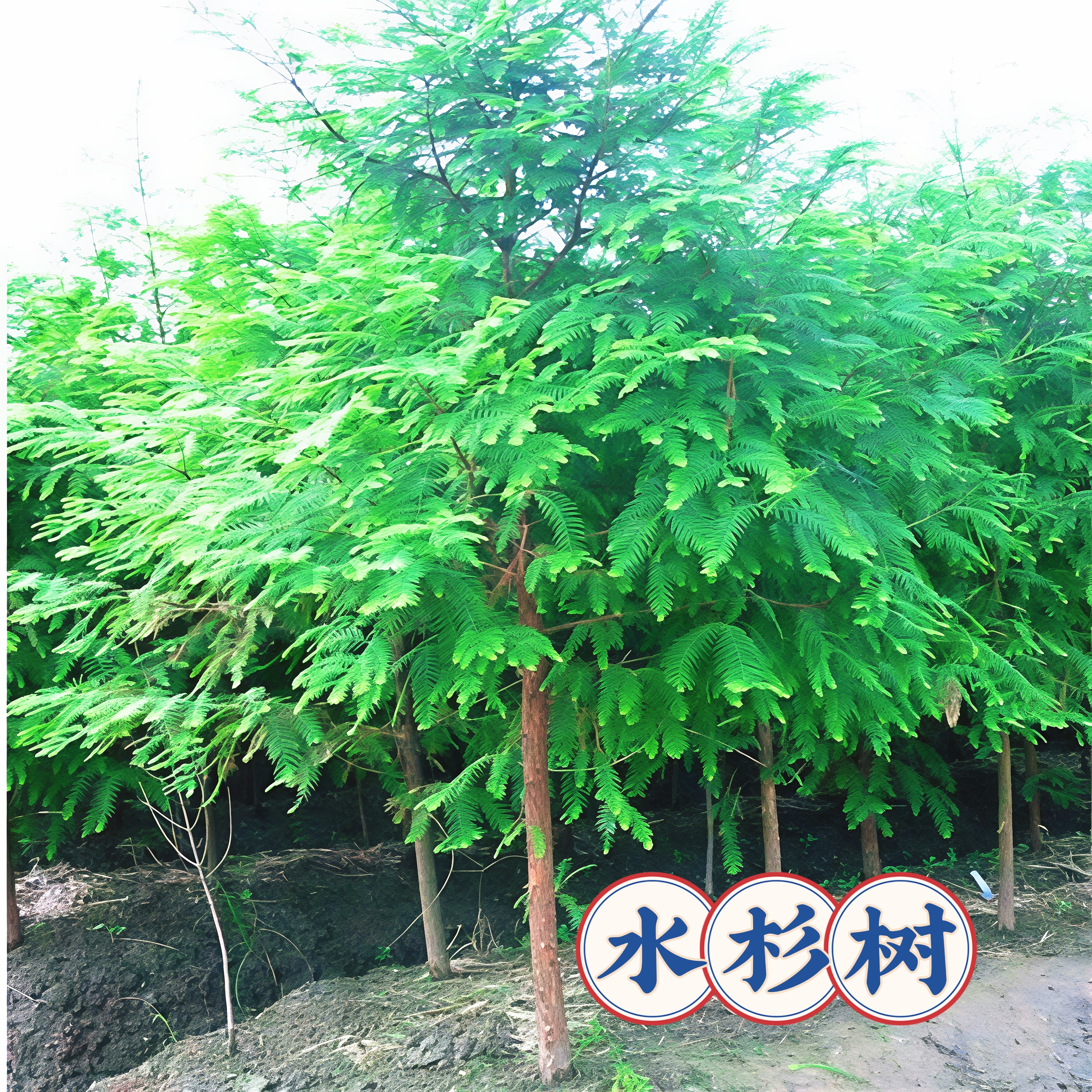 水杉树苗杉树苗绿叶杉树苗杉木苗南北方树苗水杉苗绿叶水杉树苗