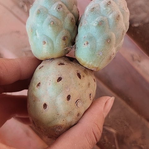 3116米奇习无根仙人球