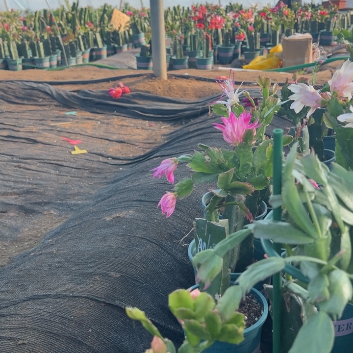 日***院20号037黄色花朵0000000