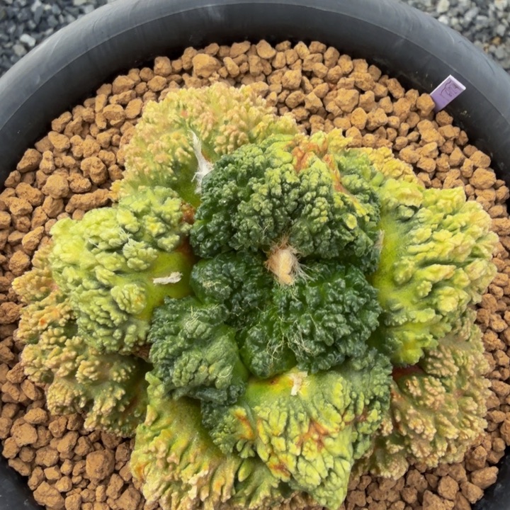 七彩融合锦哥斯拉怒涛