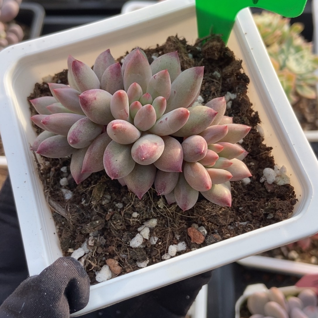 854金鱼锦多肉植物