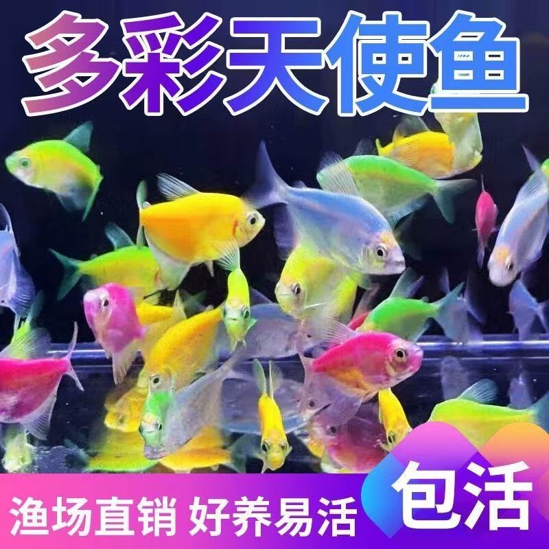 糖果天使鱼小型热带鱼