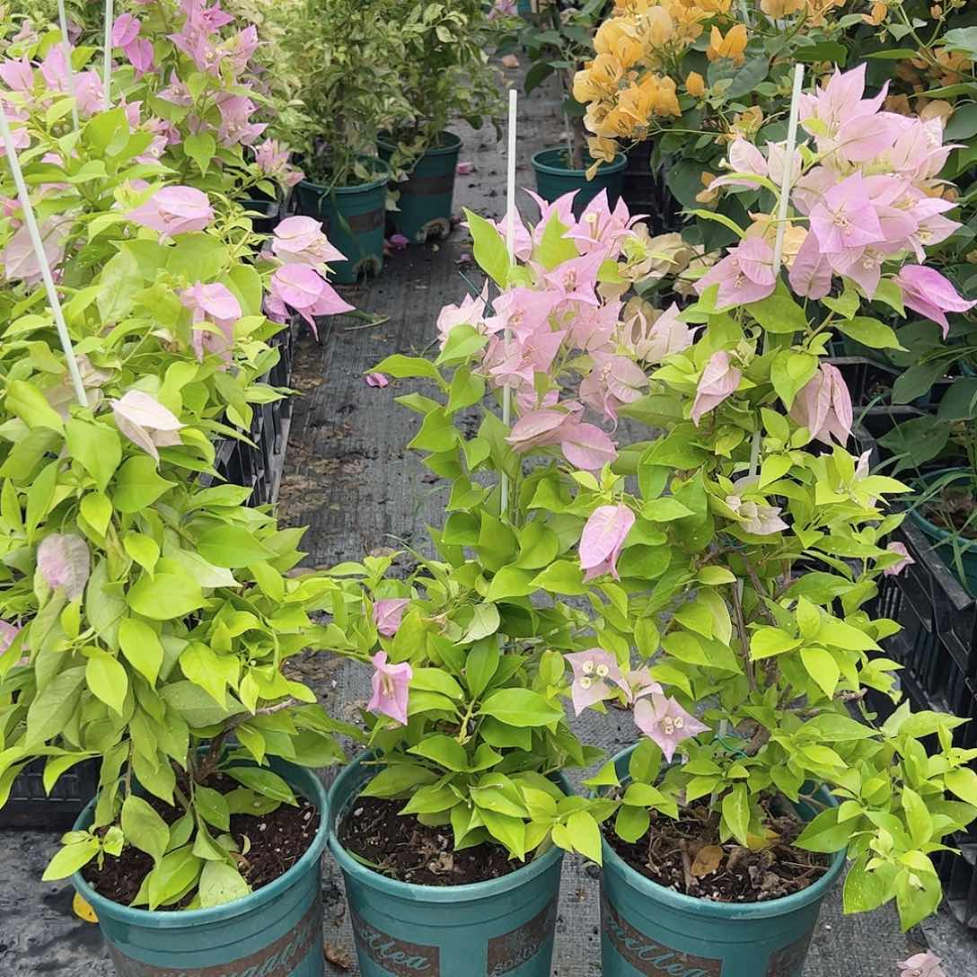 大部分开放少量花苞粉红豹一棵