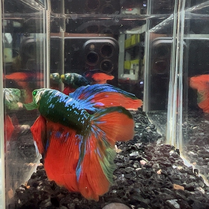 斗鱼竞拍跑单10日66