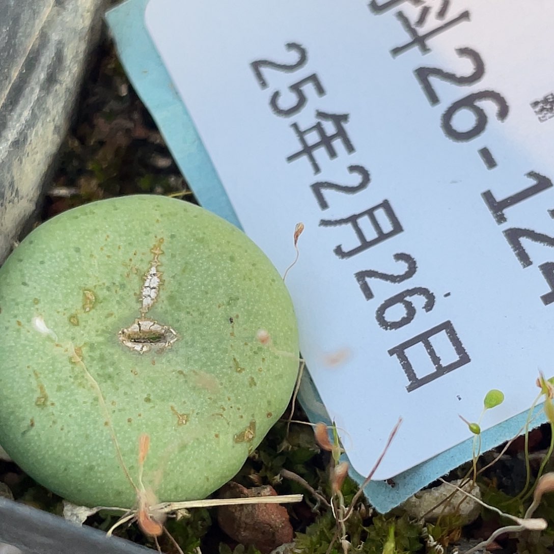 26-124酒杯多肉植物