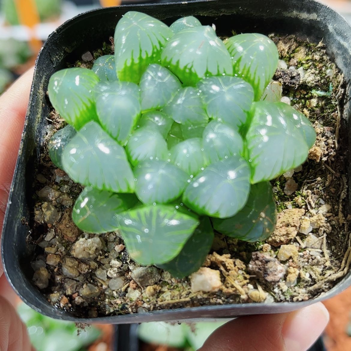 【闪购商品】翠冰玉露