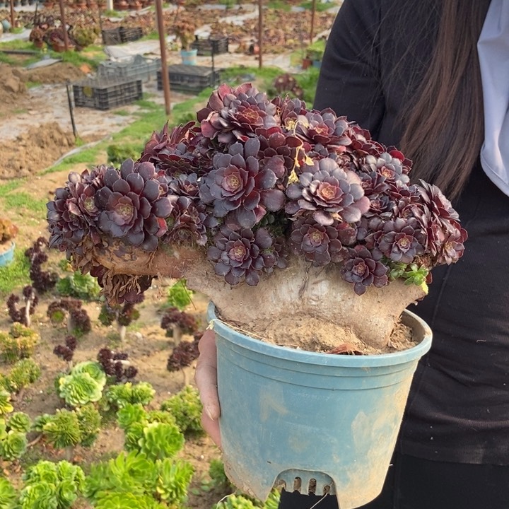 李***8422铜壶老桩朵朵