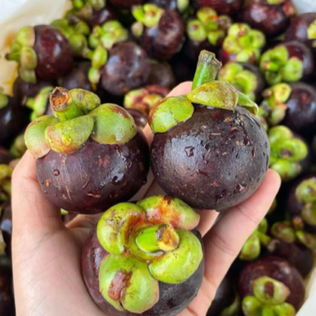 【泰国山竹】新鲜泰国山竹酸酸甜甜坏果包赔3斤/5斤