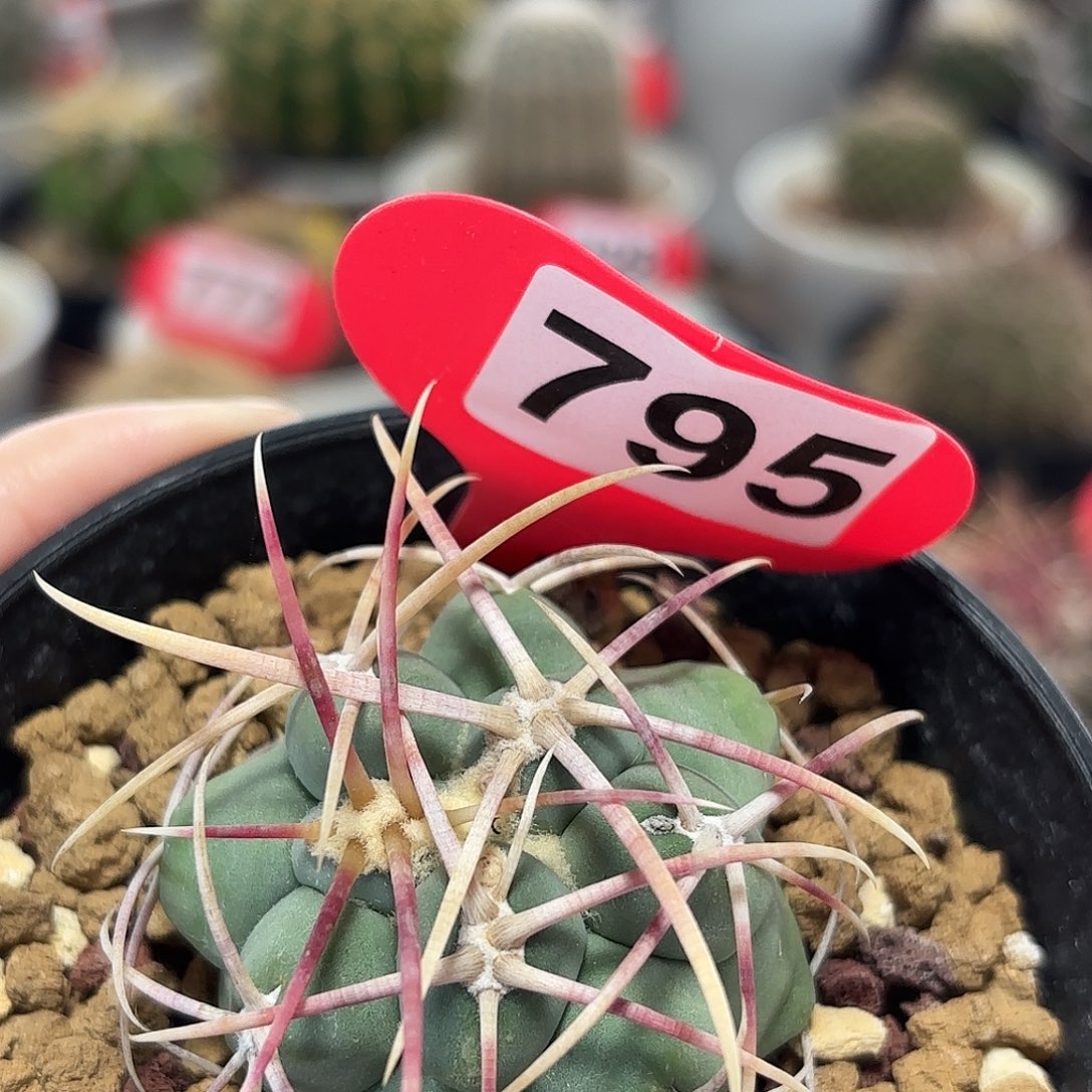 仙人球实生绯冠龙