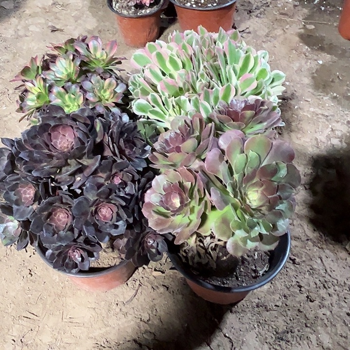 656多肉植物瑕疵特价，