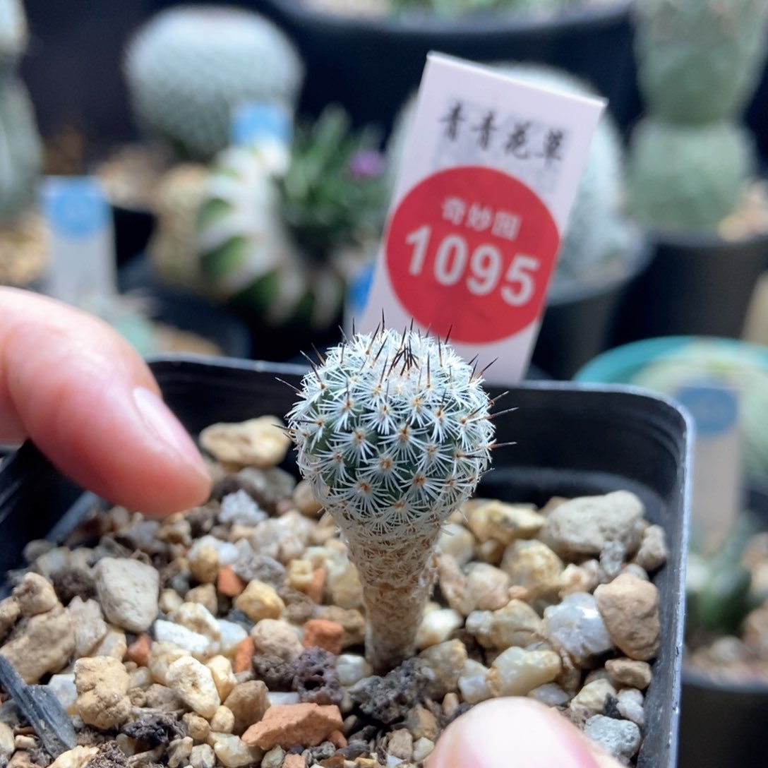 实生赤花美针玉1.5cm