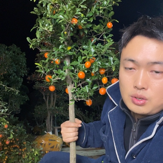 无花朵金弹子庭院原生品种