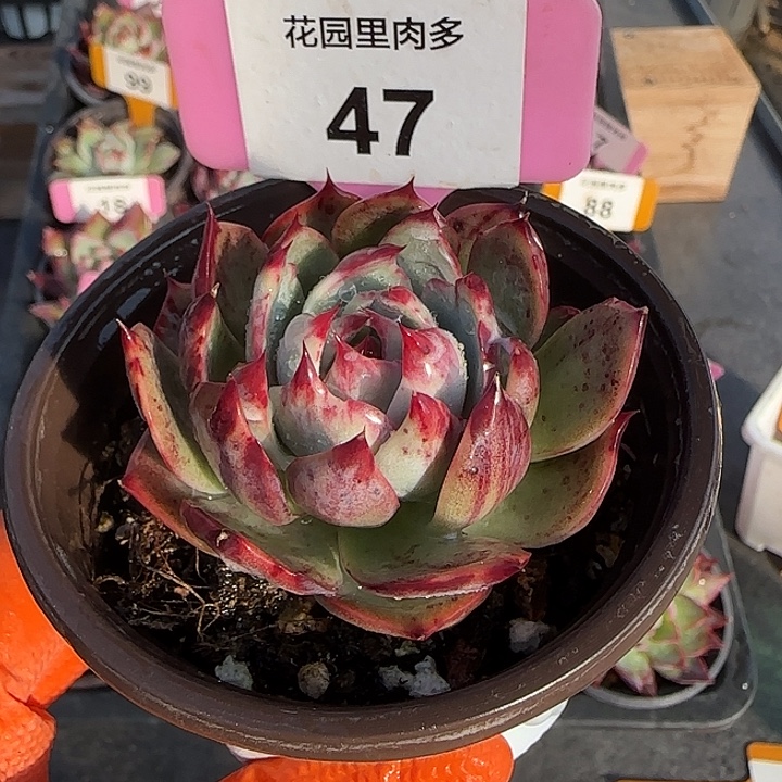47 惊鸿仙子多肉植物6-9cm