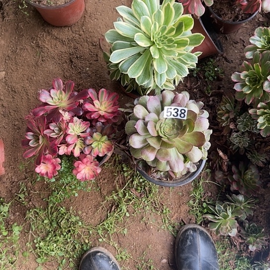 无花朵美杜莎套餐538号不包断枝